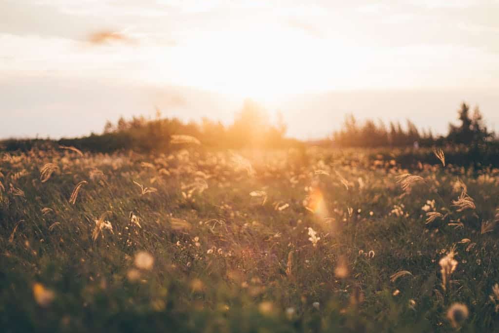 Staying Safe During Outdoor Sports: A Practical Guide for Athletes 3 Bed of White Petaled Flower